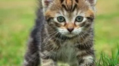 Ko lahko umivate mladiče iz bolha?